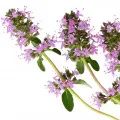 Salvia Esclareia