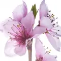 Flor De Pessego