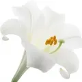 Lirio