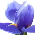 Orris Root