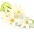 Tuberosa Indiana