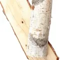 Betula