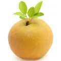 Pera Nashi