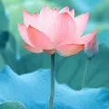 Flores Aquaticas