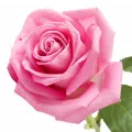 Oleo De Rosa