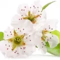 Flor De Pera