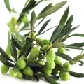 Oliveira