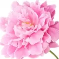 Peonia Rosa