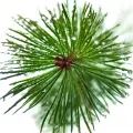 Arvore De Pinheiro