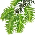 Picea