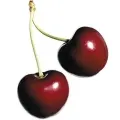 Cereja Amarga
