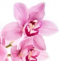 Orquidea Baunilha