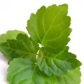 Folha De Patchouli