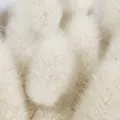 Cashmere Musk