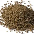 Sementes De Salsao