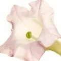 Tabaco Branco