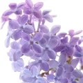 Lilas Verde