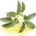 Osmanthus Chines