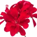 Pelargonio