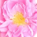 Rosa Taif
