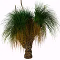 Arvore De Grama Xanthorrhoea
