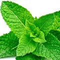Hortela Picante