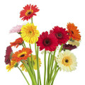 Notas Florais