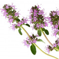 Salvia Esclareia