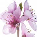 Flor De Pêssego