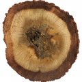 Agarwood (oud)