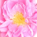 Rosa Taif
