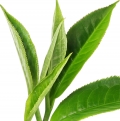 Chá Verde