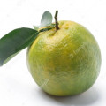 Tangerina Verde