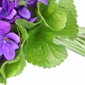 Folha De Violeta