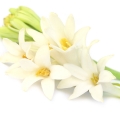 Tuberosa Indiana