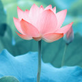Flores Aquáticas