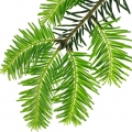 Picea