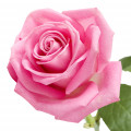 Rosa De Maio