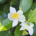 Flor De Chá Verde