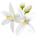 Flor De Laranjeira