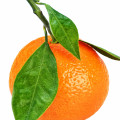Mandarina Amarela