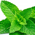 Hortela Picante