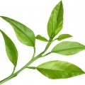 Flor De Laranja-da-terra